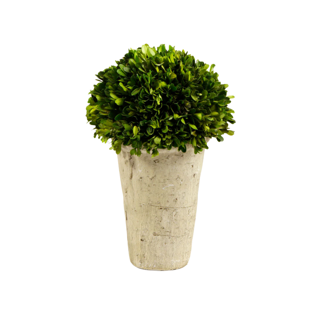 Boxwood Three-Quarter Ball in Pot