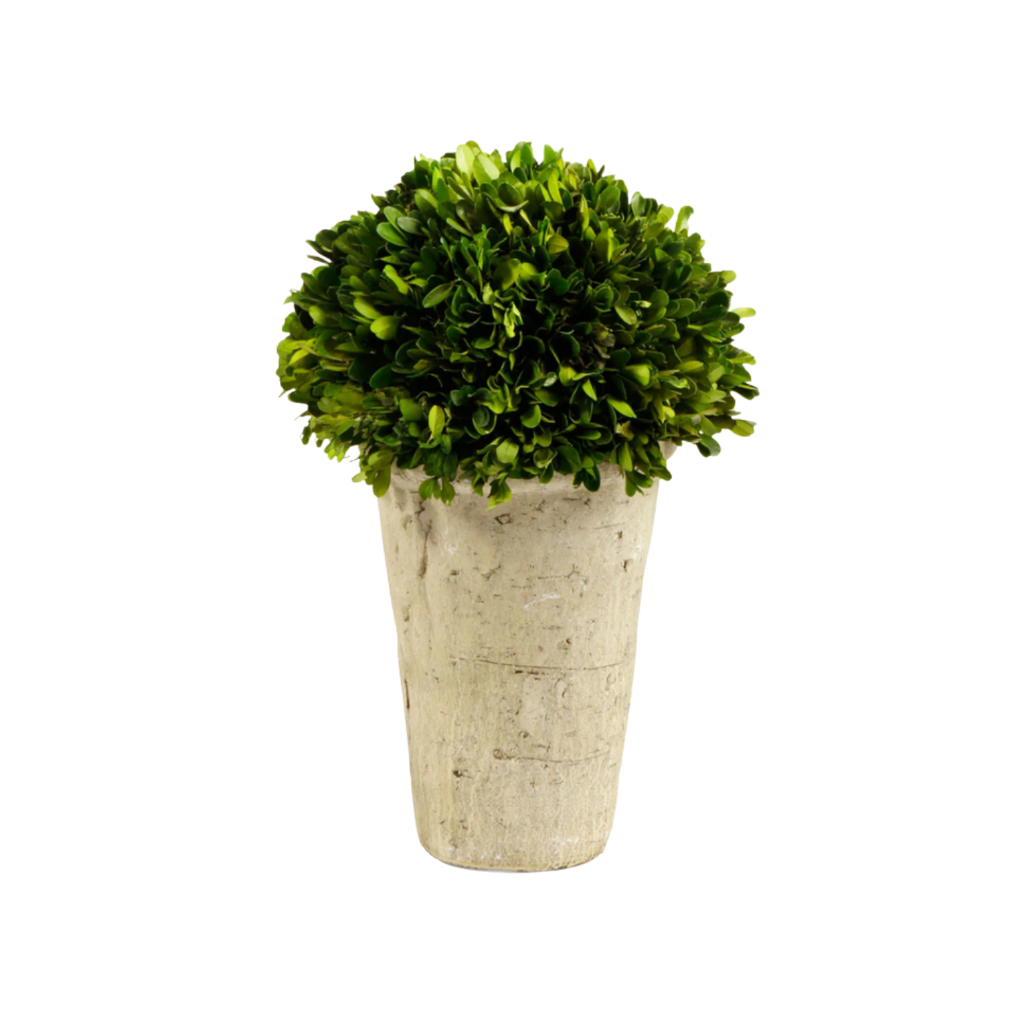 Boxwood Three-Quarter Ball in Pot